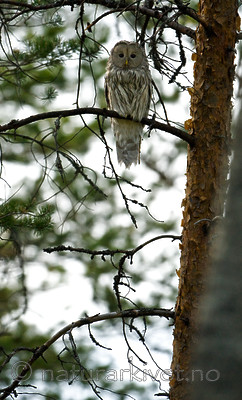 BB 09 0041 / Strix uralensis / Slagugle